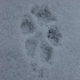 Yamin's poot afdruk in de sneeuw