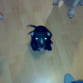 Hondenfoto van Devil&Lucky