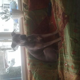 Hondenfoto van Benthe