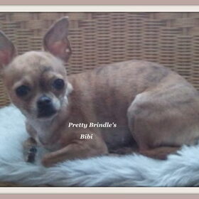 Hondenfoto van  Pretty Brindle's Chihuahua's