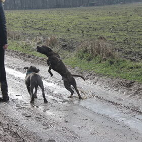 Hondenfoto van wesley en jade