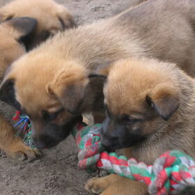 pupjes van 2 jaar geleden,dit was de eerste nest pupjes van Bo…