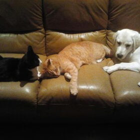 hier (dit is heel uniek) lig ik met de twee katten, otje…
