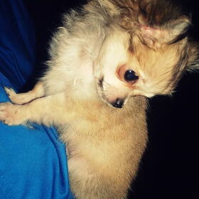Mijn chihuahua Boefie! <3 (15)