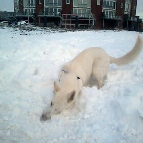 Mike in de eerste 2013 sneeuw