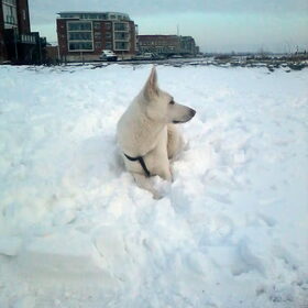 Mike in de eerste 2013 sneeuw