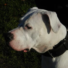 Faye is onze Dogo Argentino,de leider van de roedel, ze is een…