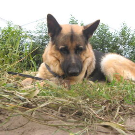 Hondenfoto van Inge & Danger