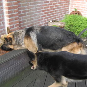 Hondenfoto van Inge & Danger