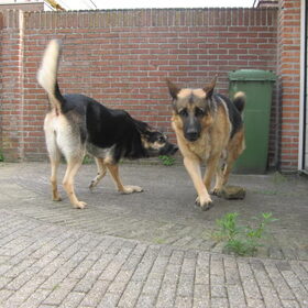 Hondenfoto van Inge & Danger