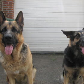Hondenfoto van Inge & Danger
