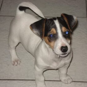als puppy was ik al een deugniet