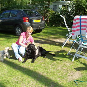 Hondenfoto van Danielle, Kim en Elvis
