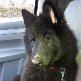 In het zand gespeeld met andere puppies