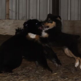 Met Bo een Shetland Sheepdog van 16 weken gespeeld