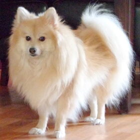 Cloudje