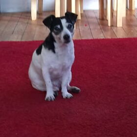 Jimmy..mijn oudste hondje.