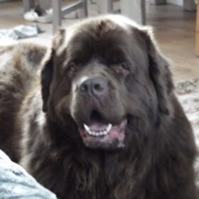 Hondenfoto van Willemijn - baasje van Vika .           Bams  en Ogin   ¥ .