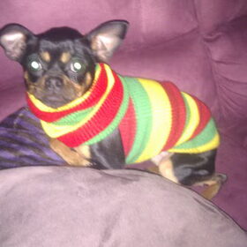 Hondenfoto van *Boots*Rip* 