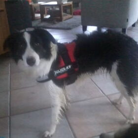 Myra met haar nieuwe tuigje :D