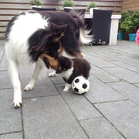Hondenfoto van Esther, Onyx en Flynn