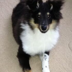 Hondenfoto van Esther, Onyx en Flynn