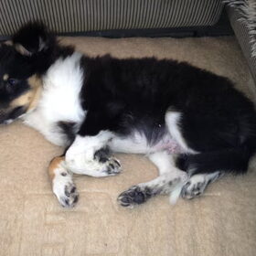 Hondenfoto van Esther, Onyx en Flynn