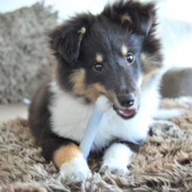 Hondenfoto van Esther, Onyx en Flynn