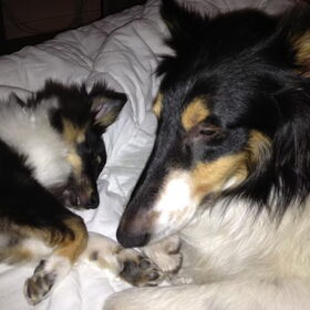 Hondenfoto van Esther, Onyx en Flynn