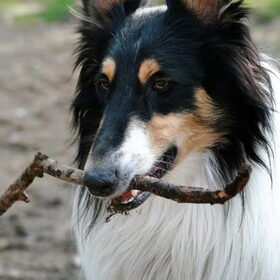 Hondenfoto van Esther, Onyx en Flynn