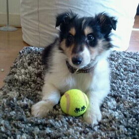 Hondenfoto van Esther, Onyx en Flynn