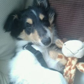 Hondenfoto van Esther, Onyx en Flynn