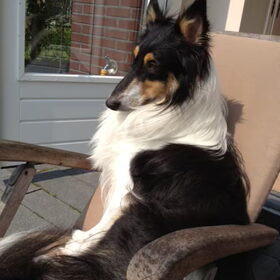 Hondenfoto van Esther, Onyx en Flynn