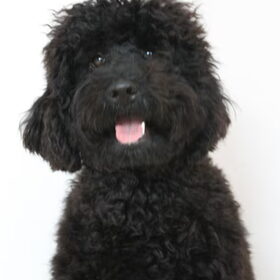 Hondenfoto van Dewi & de doodles