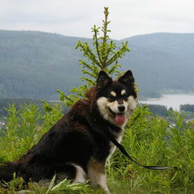 Hondenfoto van  Karpalo