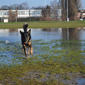 Hondenfoto van jacqueline en baco