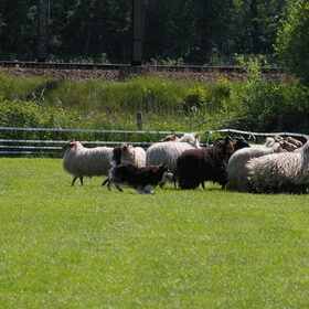 schapenhoeden