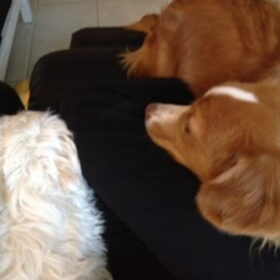Sandy en Diva bij mij op schoot