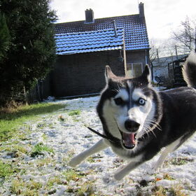 Hondenfoto van Deborah, Chula & Bowser