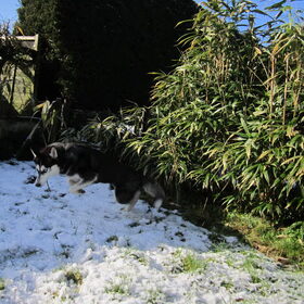 Hondenfoto van Deborah, Chula & Bowser