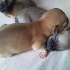boven op Peaches, onderop Apple 1 week oud!