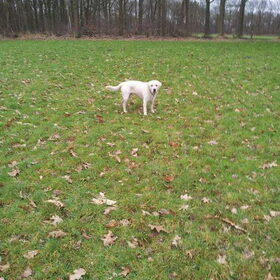 op het grote grasveld
