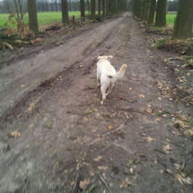 Even rennen