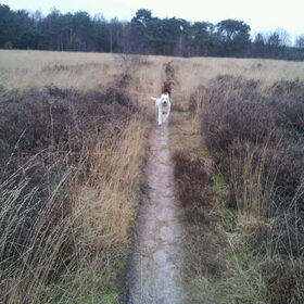 Heeeeeel hard rennen met Max