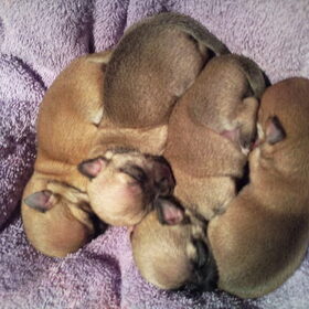 van links naar rechts, Peaches, Apple, Blueberry & Cranberry!…