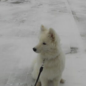 mikai februari 2013