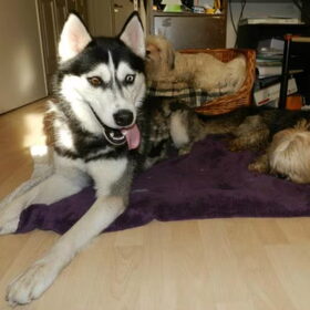 Asielhondje Rocky mocht op bezoek komen en hij kon het echt…