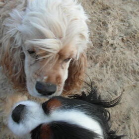 Hondenfoto van Cinderella - Dusty & Ziva 