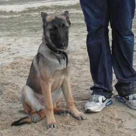 Hondenfoto van Cinderella - Dusty & Ziva 