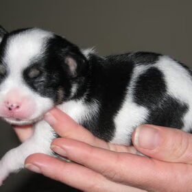 lief he